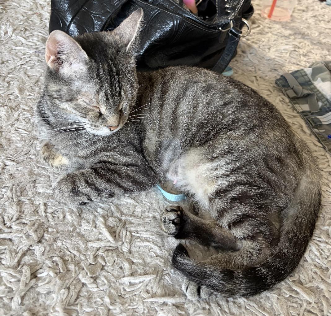 Millie, Adoptable, Young Female Domestic Short Hair.
