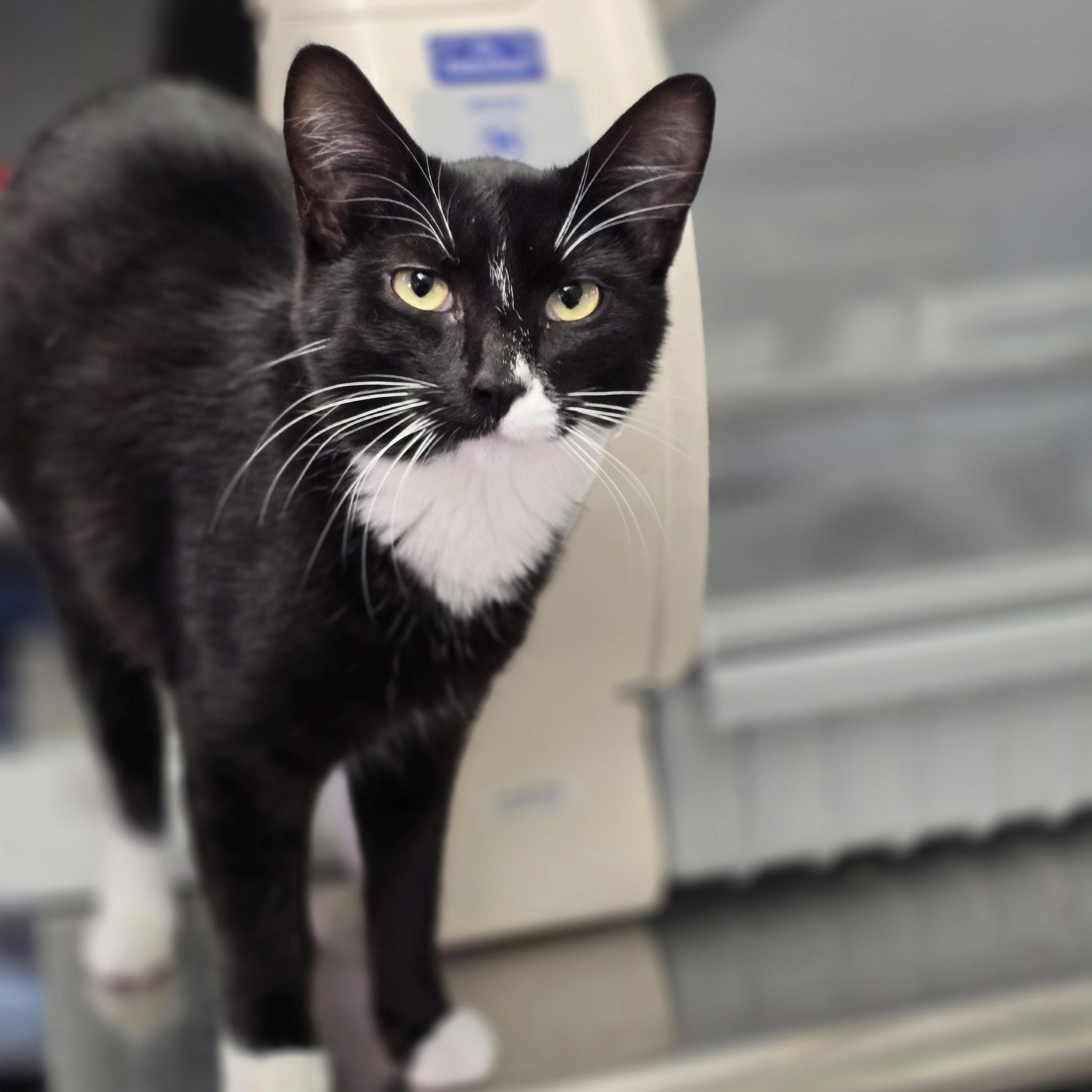 Enlarge Lefty, a Adopted mixed breed in Lacey, WA image 6/6
