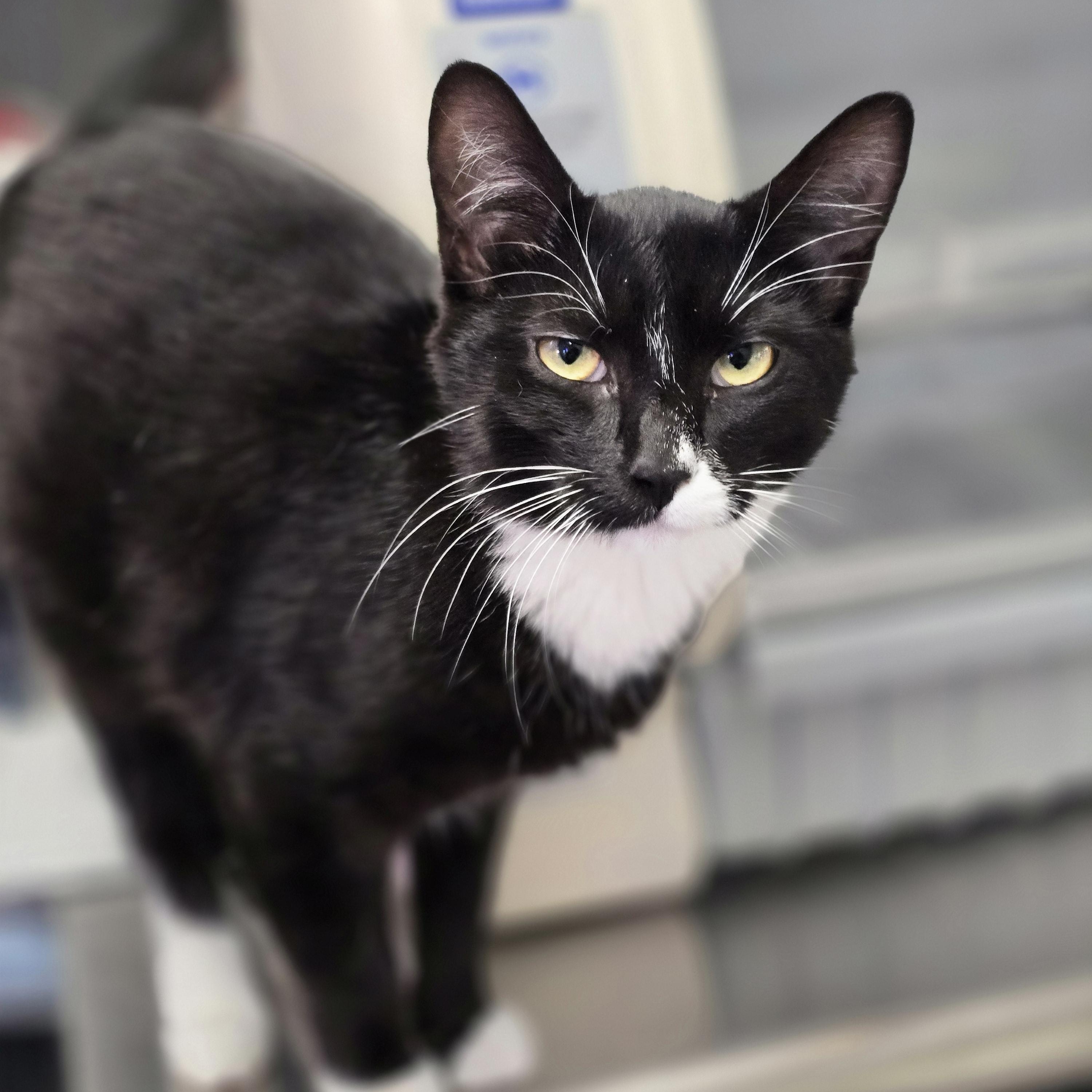 Enlarge Lefty, a Adopted mixed breed in Lacey, WA image 5/6