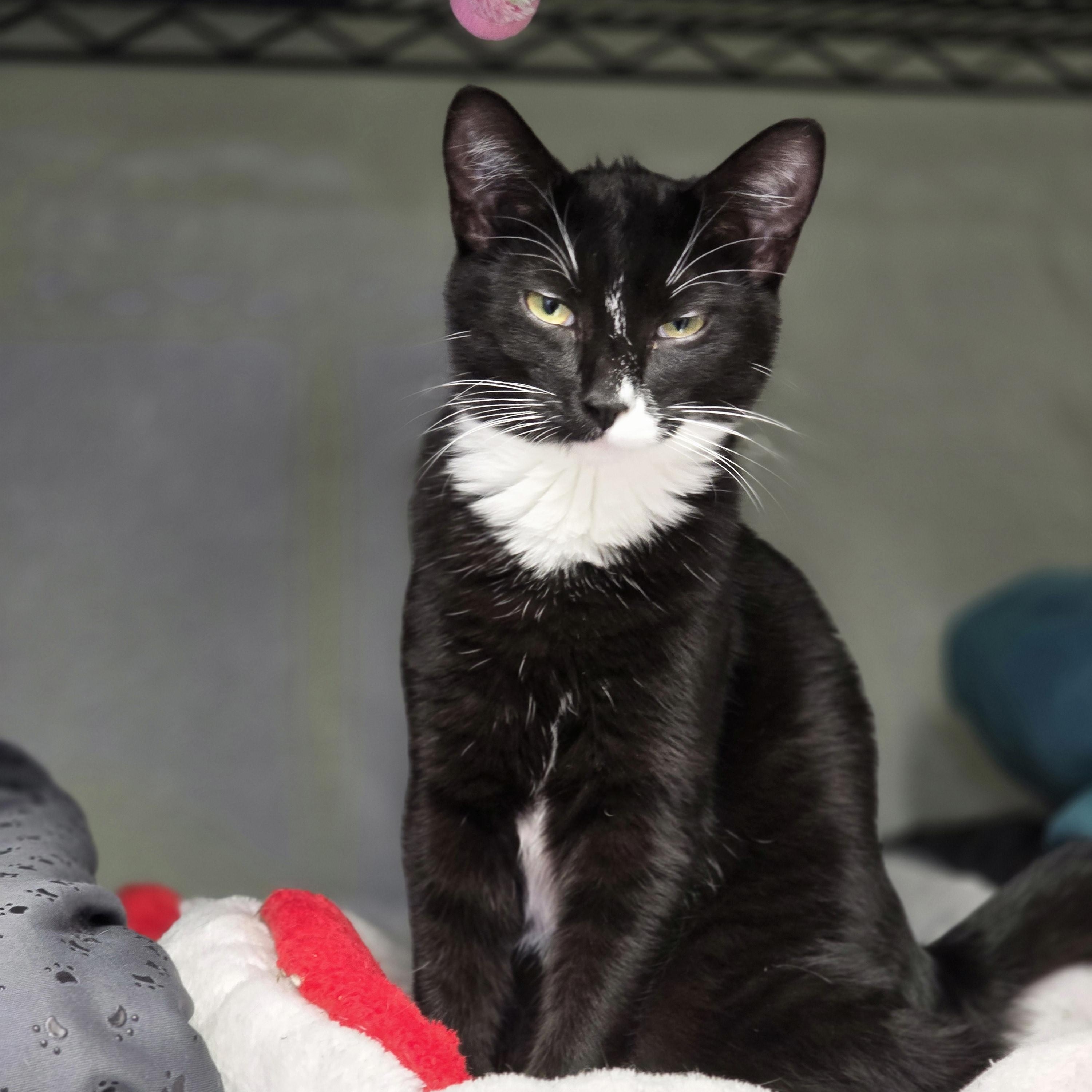 Lefty, Adopted, Kitten Female Tuxedo & Domestic Short Hair.