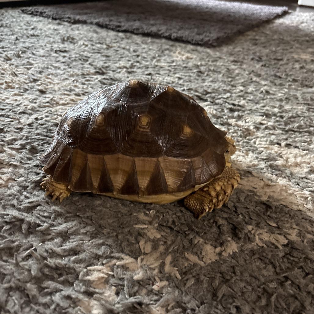 Maui, Adoptable, Adult Male Sulcata.