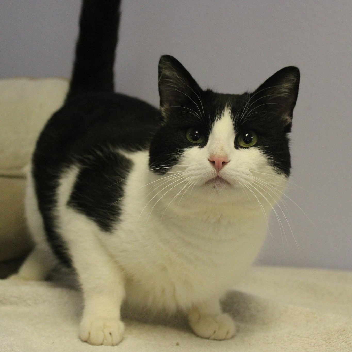 Enlarge Buddy, a ADOPTABLE mixed breed in Weaverville, CA image 3/5