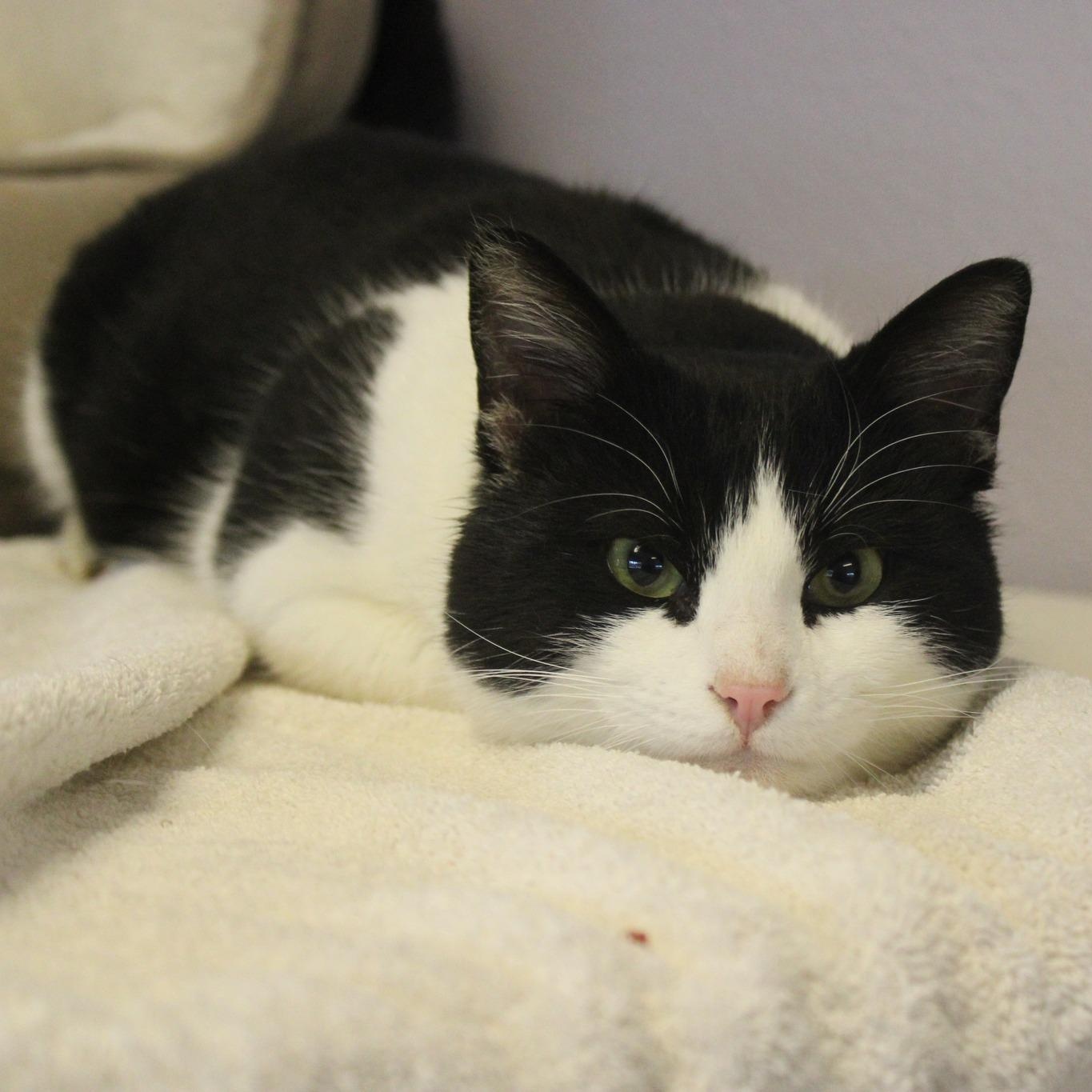 Buddy, ADOPTABLE, Adult Male Domestic Short Hair.