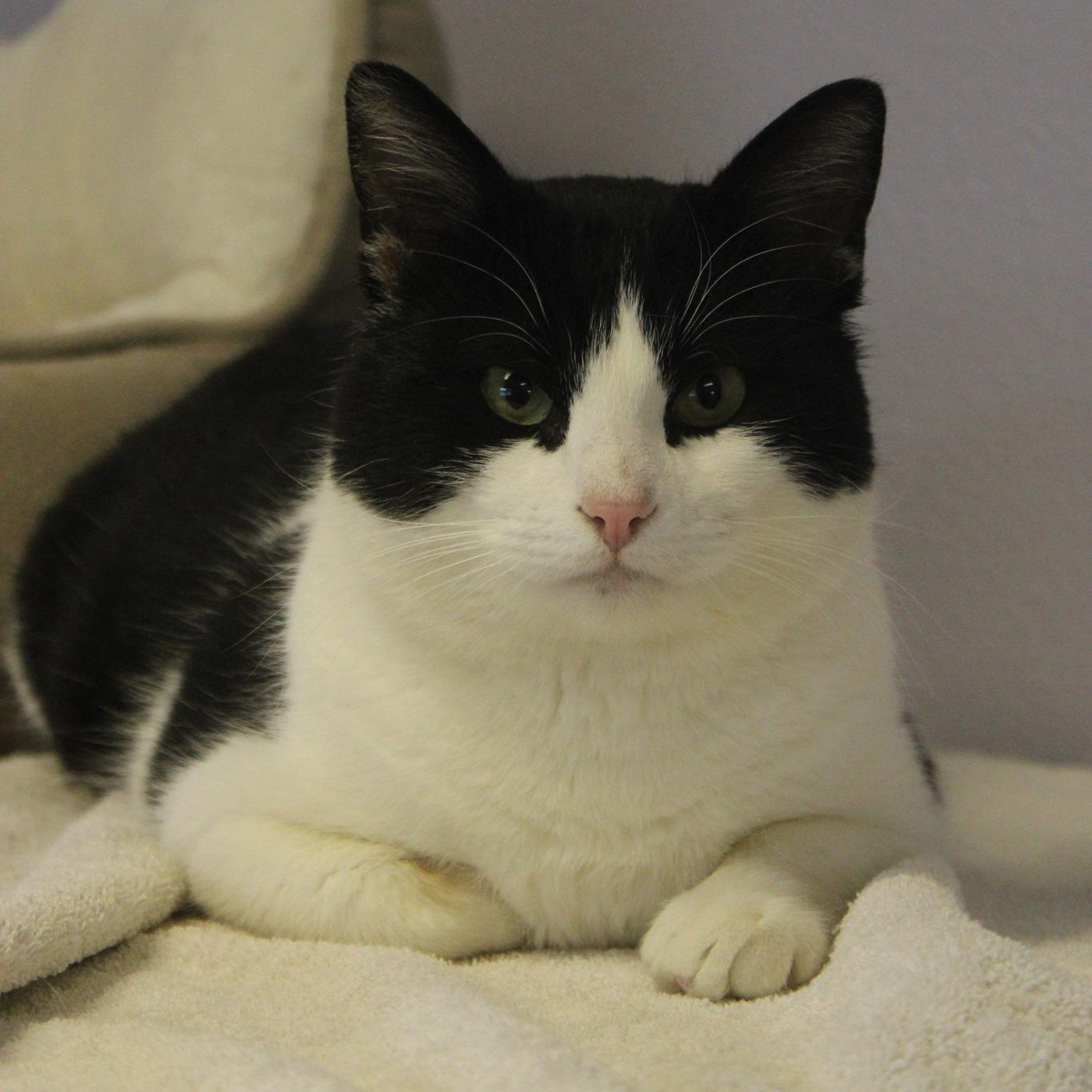 Enlarge Buddy, a ADOPTABLE mixed breed in Weaverville, CA image 4/5