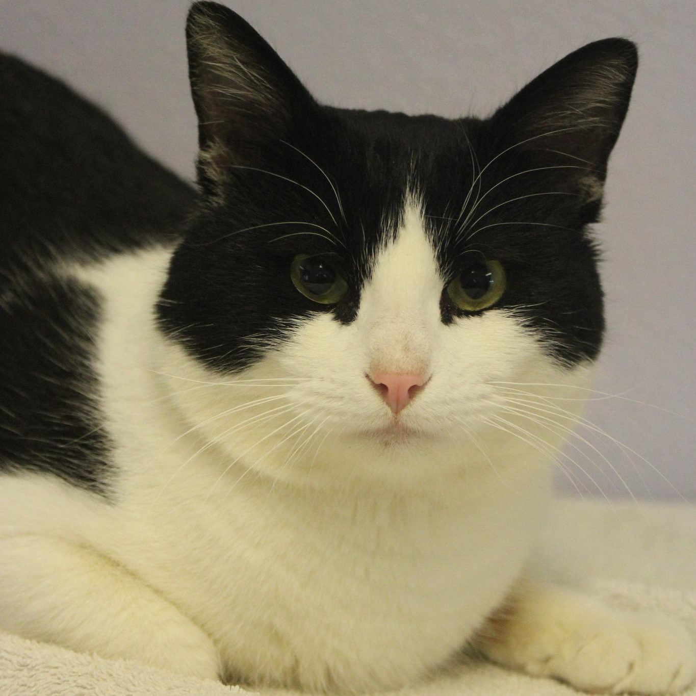 Enlarge Buddy, a ADOPTABLE mixed breed in Weaverville, CA image 5/5