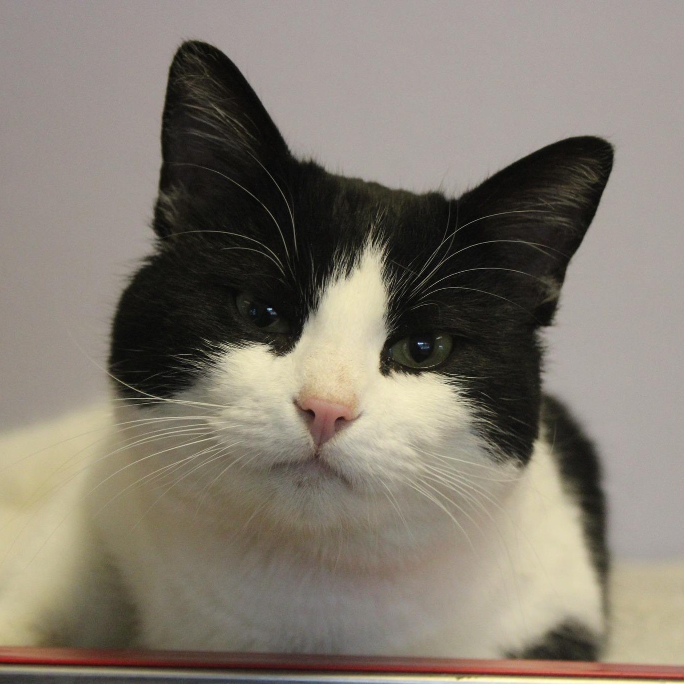 Enlarge Buddy, a ADOPTABLE mixed breed in Weaverville, CA image 2/5