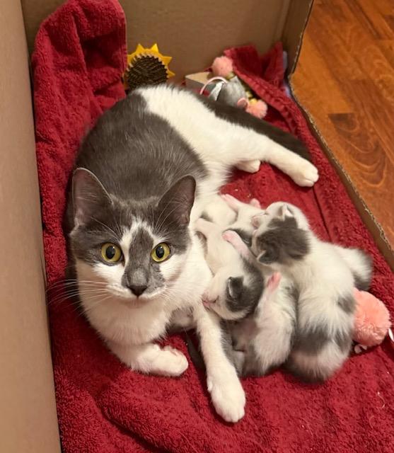 Enlarge Luna, a ADOPTABLE Domestic Short Hair in Leesburg, VA image 2/2