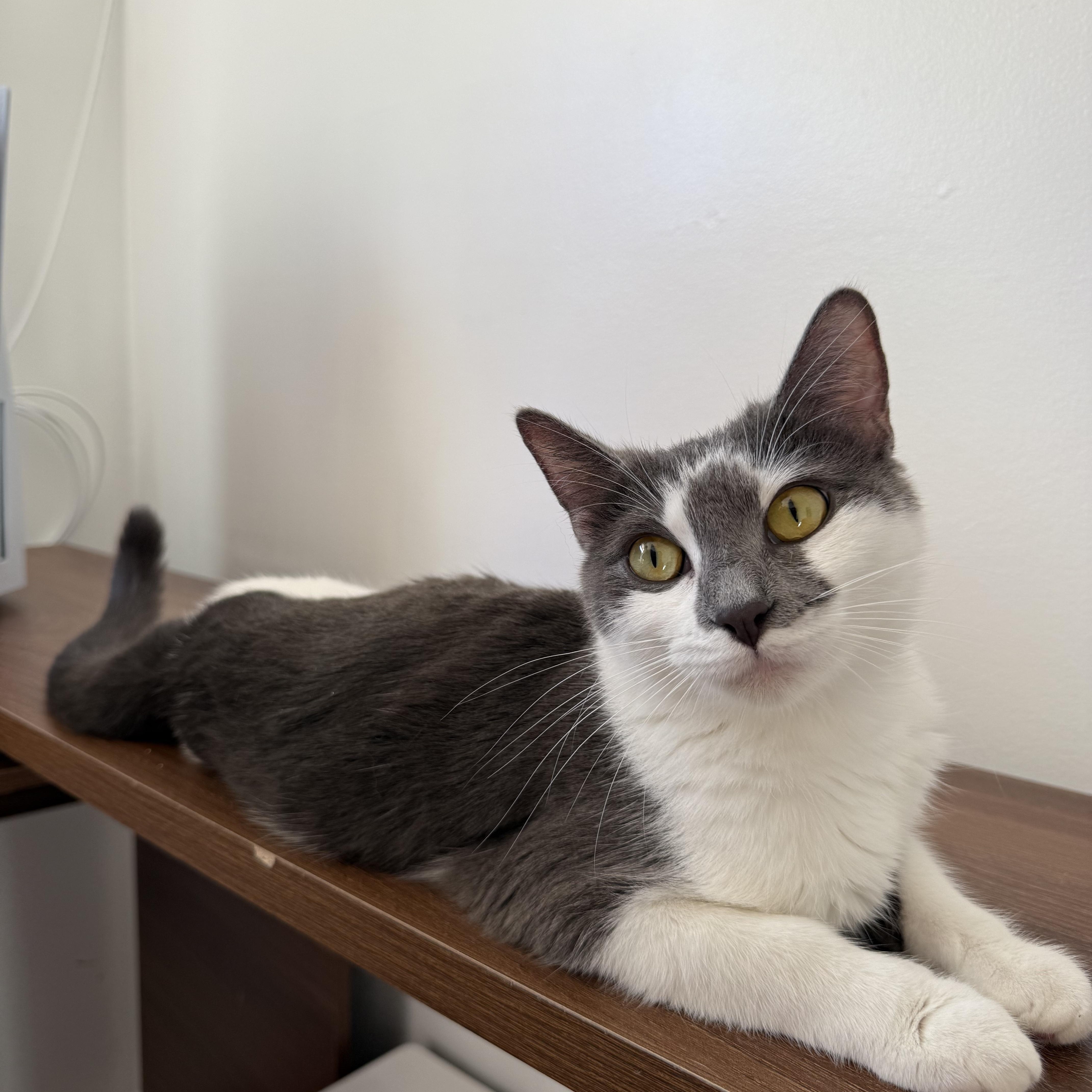 Enlarge Luna, an adopted Domestic Short Hair in Leesburg, VA image 4/4