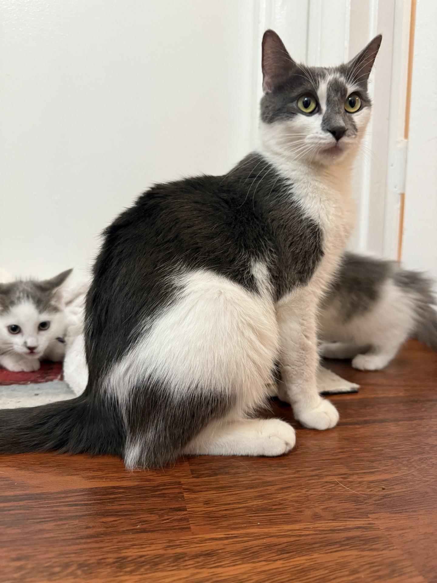 Enlarge Luna, a ADOPTABLE Domestic Short Hair in Leesburg, VA image 1/2