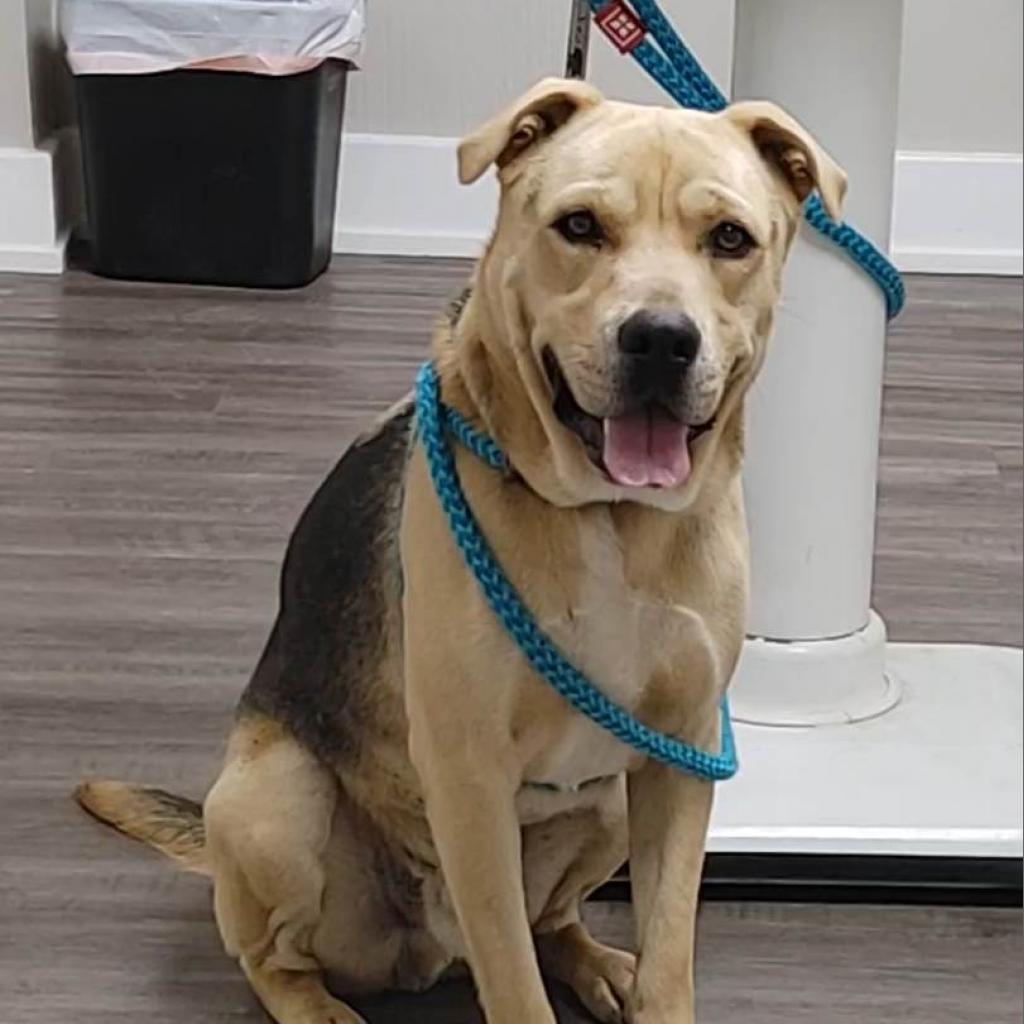 Enlarge Relay, a Adoptable mixed breed in Kings Mountain, NC image 6/6