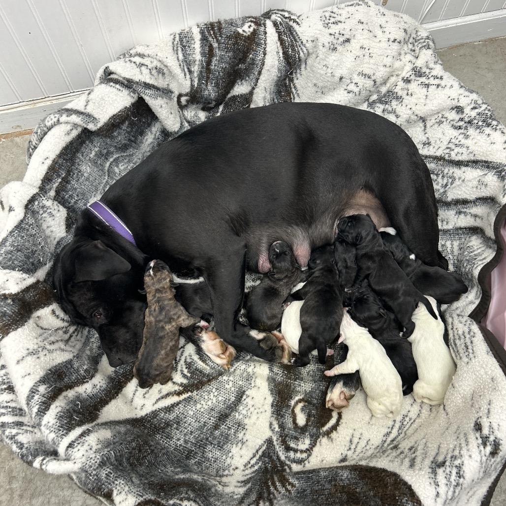 Sally, a Adoptable Terrier in Falmouth, KY image 2/2