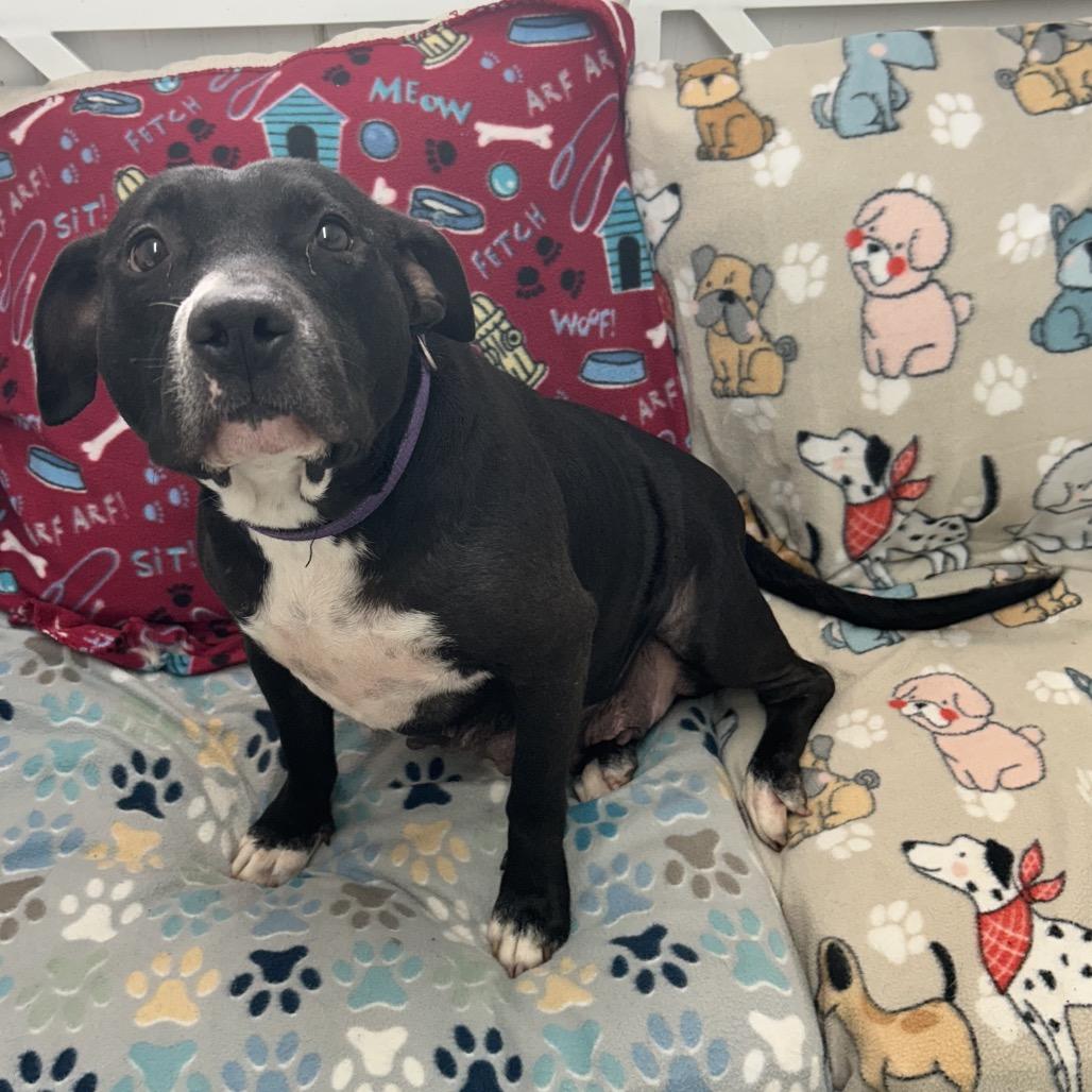 Sally, Adoptable, Adult Female Terrier.