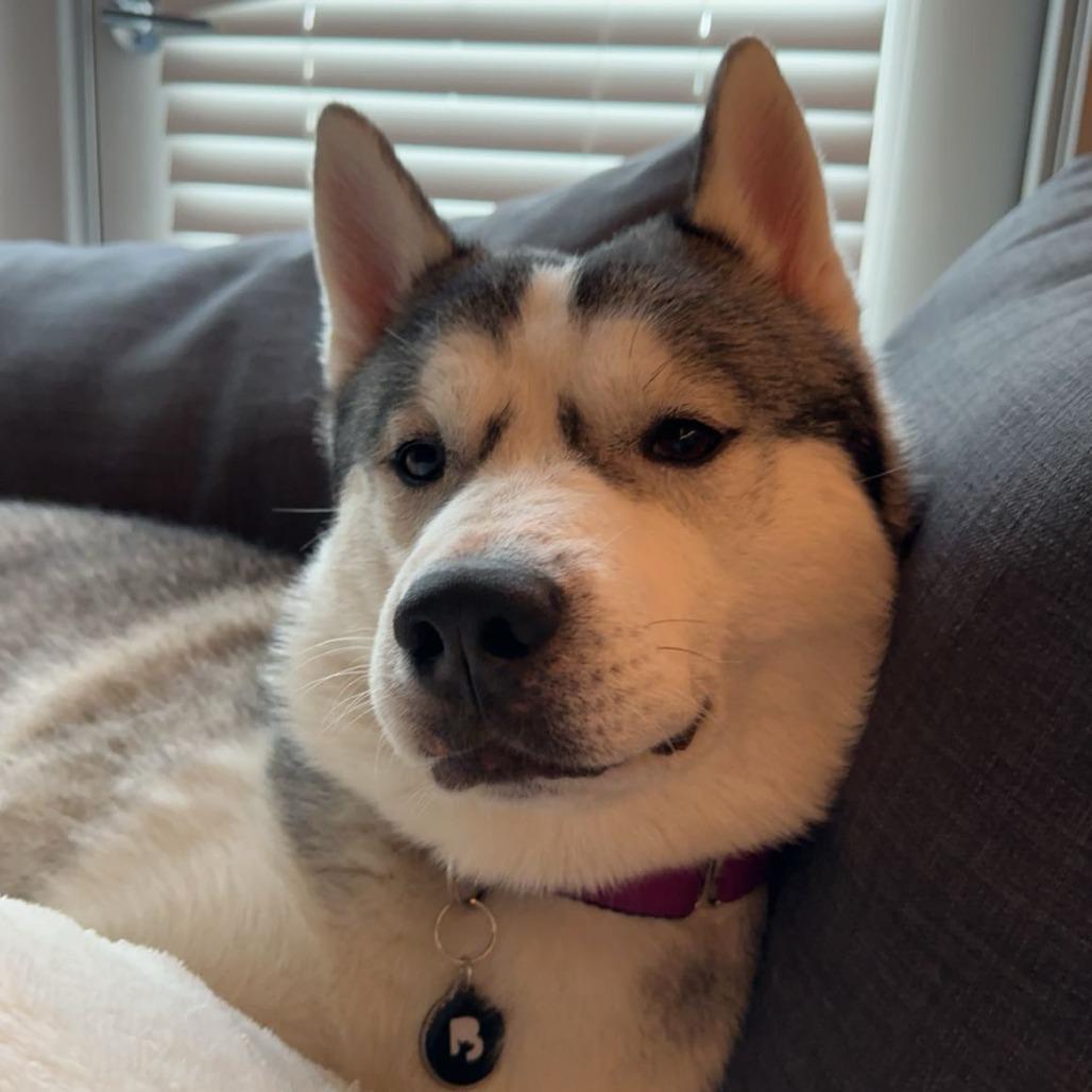 Koda, a Adoptable Siberian Husky in Pacifica, CA image 2/6