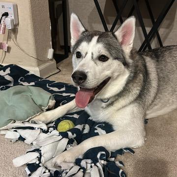 Enlarge Koda, a Adoptable Siberian Husky in Pacifica, CA image 1/6