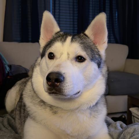 Enlarge Koda, a Adoptable Siberian Husky in Pacifica, CA image 2/6