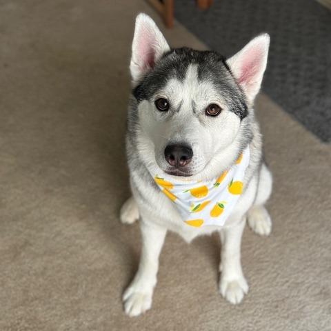 Enlarge Koda, a Adoptable Siberian Husky in Pacifica, CA image 3/6