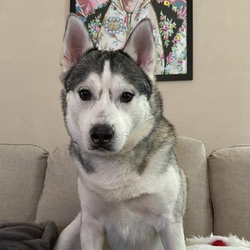 Koda, a Adoptable Siberian Husky in Pacifica, CA image 5/6