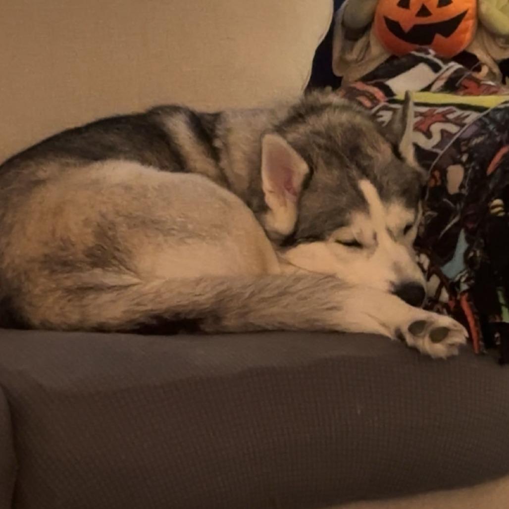 Enlarge Koda, a Adoptable Siberian Husky in Pacifica, CA image 4/6