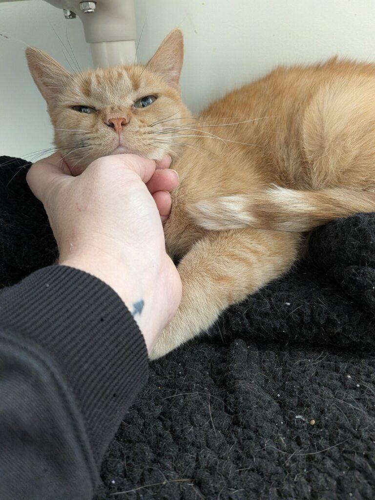 Agnes, Adoptable, Senior Female Domestic Short Hair.