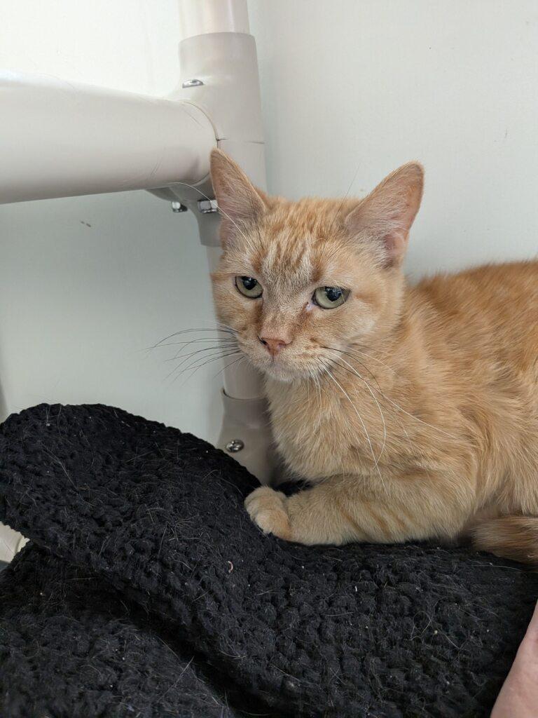 Enlarge Agnes, a Adoptable Domestic Short Hair in Onalaska, WI image 4/5