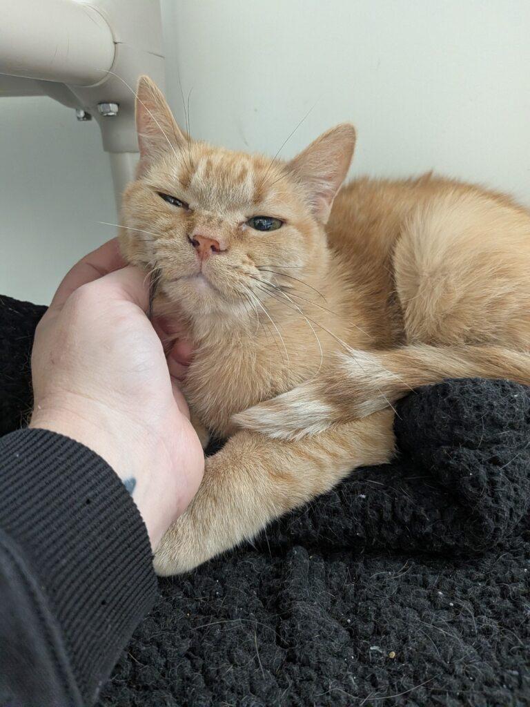 Enlarge Agnes, a Adoptable Domestic Short Hair in Onalaska, WI image 5/5