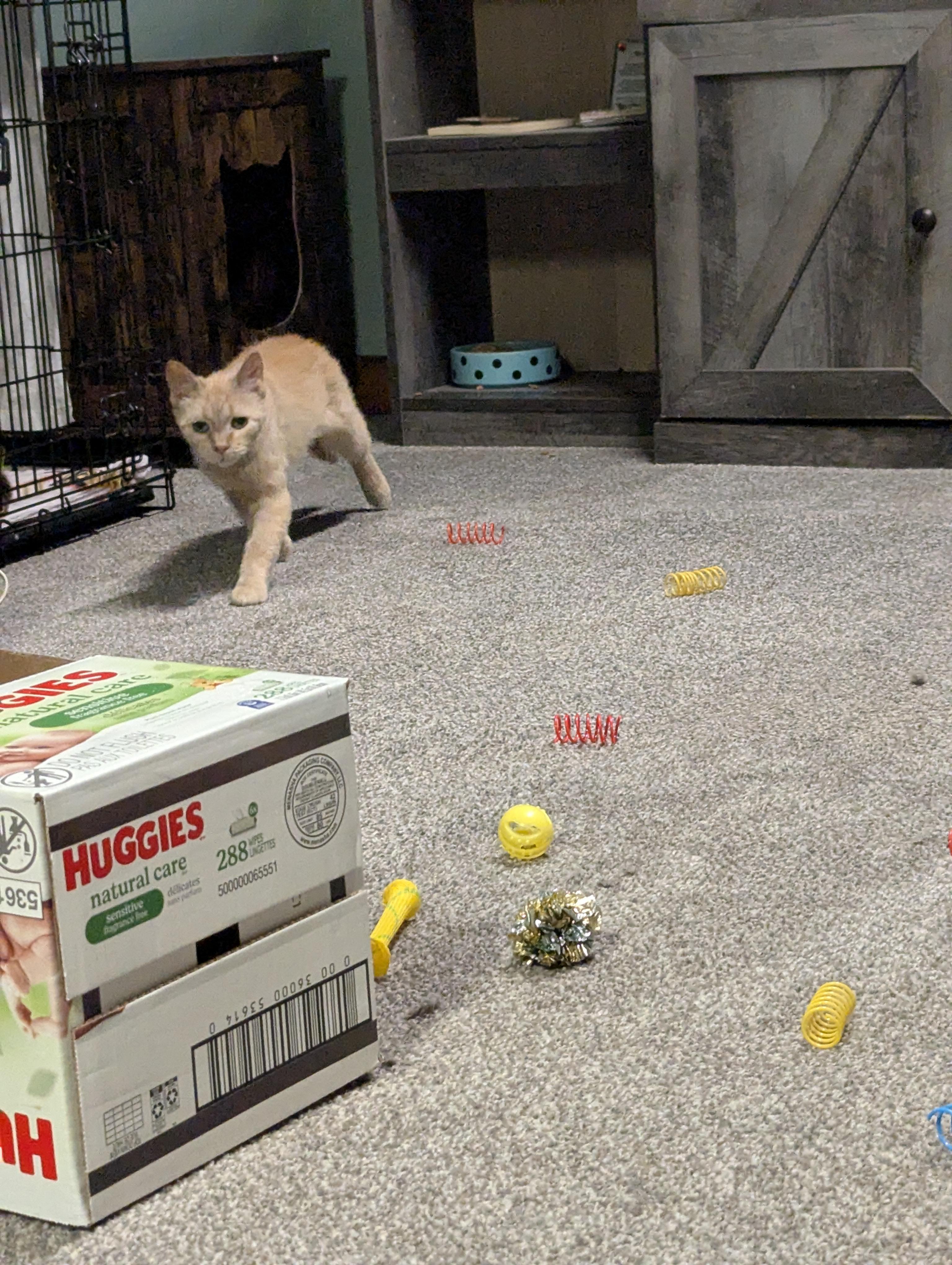 Enlarge Agnes, a Adoptable Domestic Short Hair in Onalaska, WI image 3/5