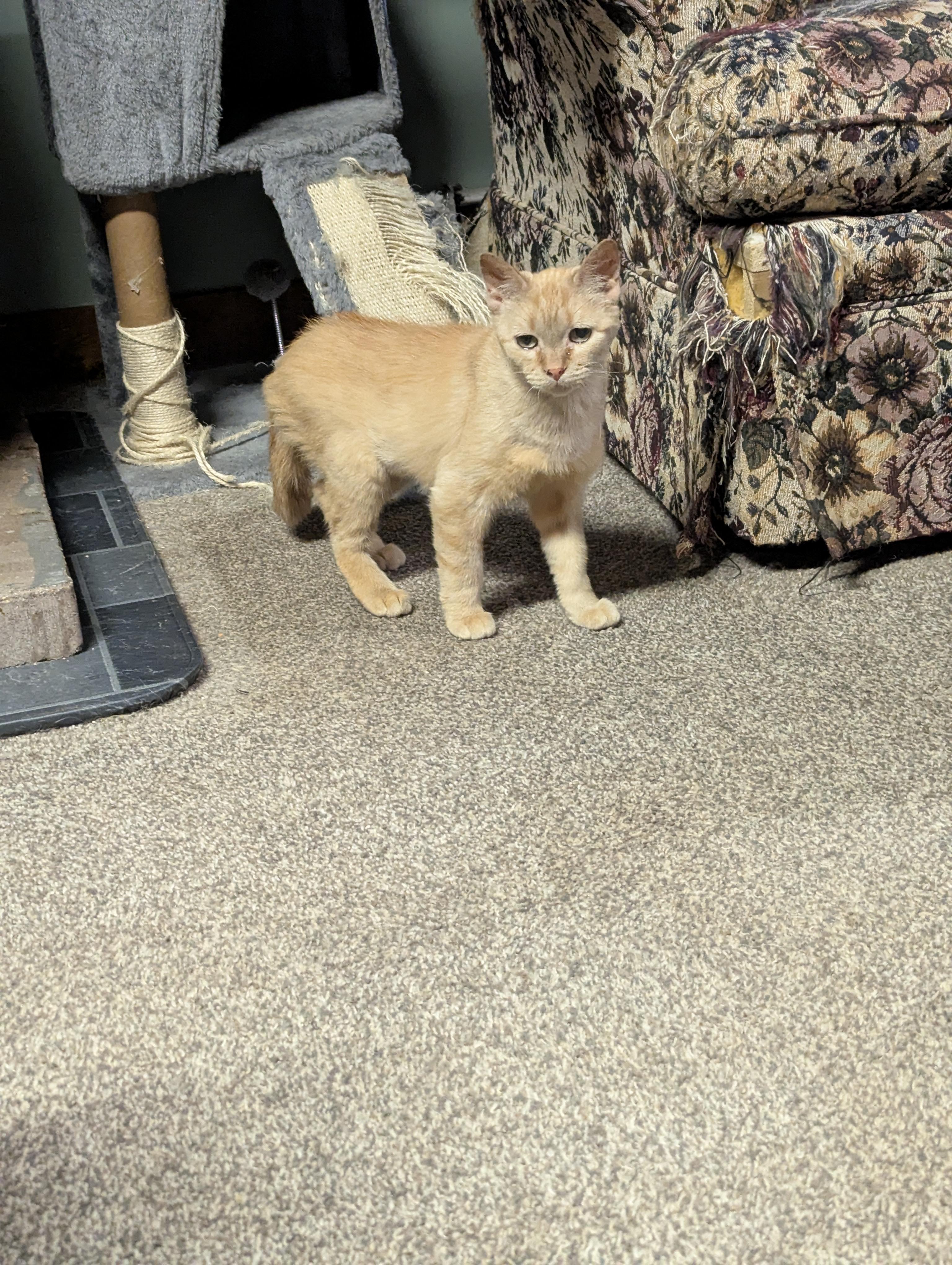 Enlarge Agnes, a Adoptable Domestic Short Hair in Onalaska, WI image 2/5