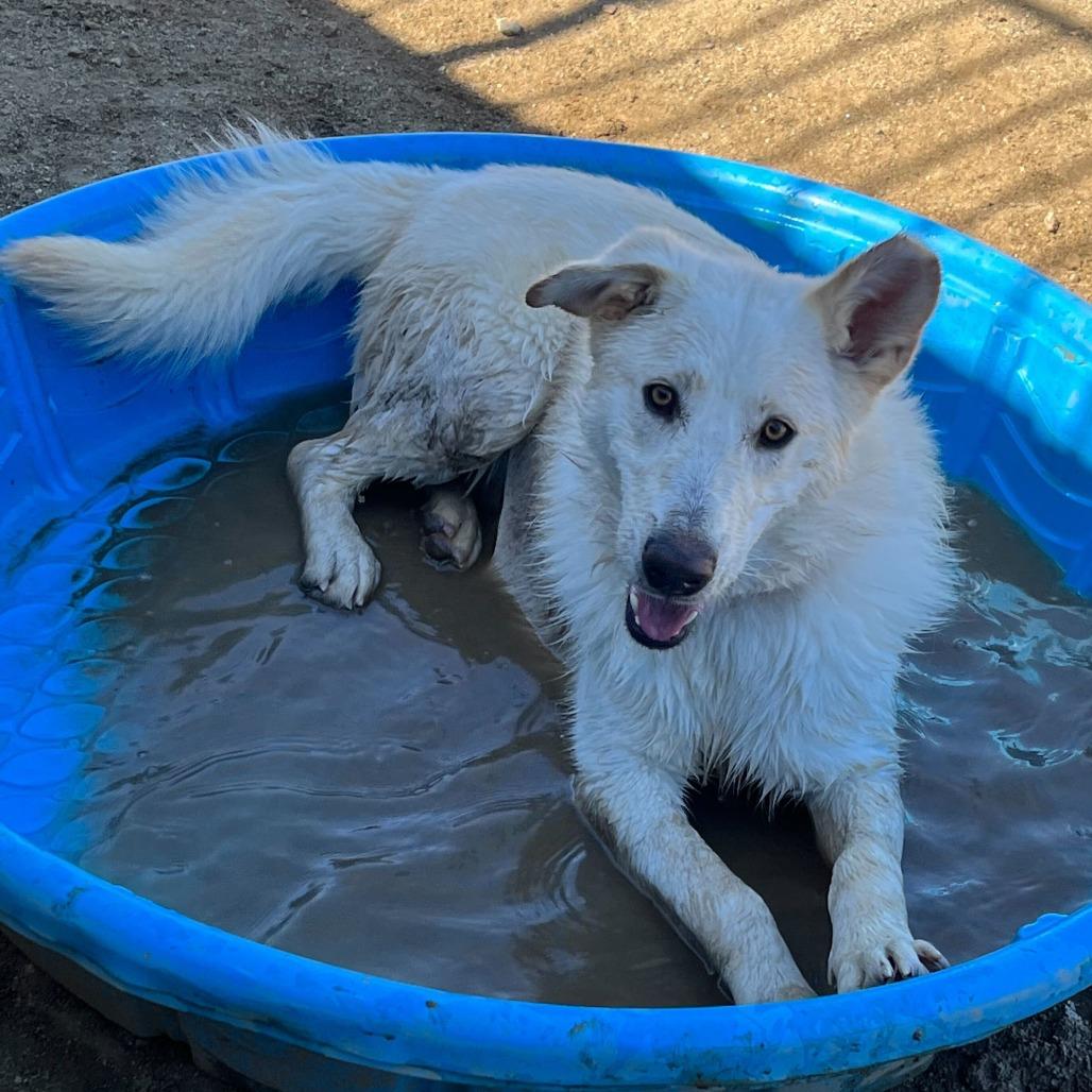 Levi, Adoptable, Adult Male German Shepherd Dog & Mixed Breed.