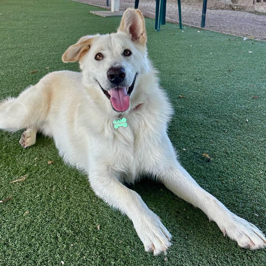 Enlarge Levi, a Adoptable mixed breed in Riverside, CA image 2/6