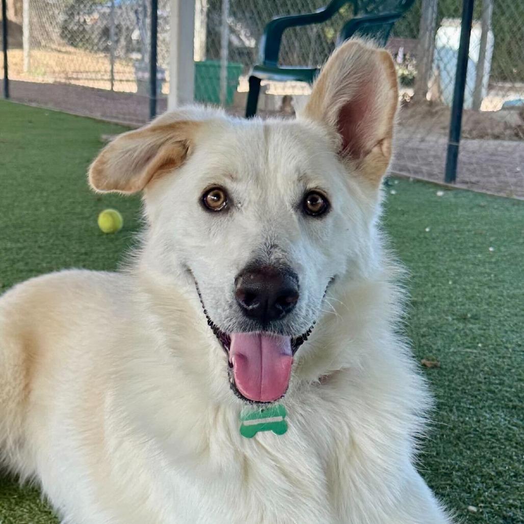 Enlarge Levi, a Adoptable mixed breed in Riverside, CA image 3/6