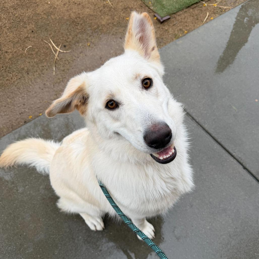 Enlarge Levi, a Adoptable mixed breed in Riverside, CA image 3/6