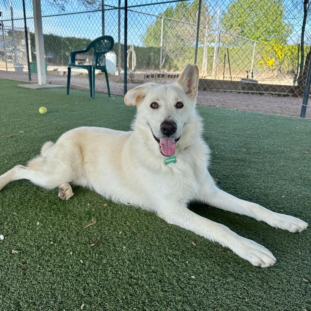 Enlarge Levi, a Adoptable mixed breed in Riverside, CA image 4/6