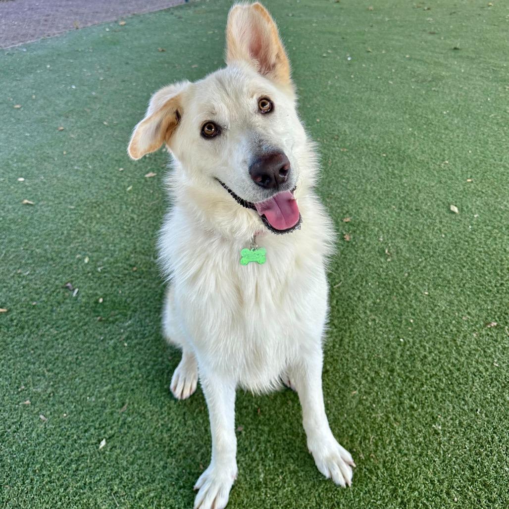 Enlarge Levi, a Adoptable mixed breed in Riverside, CA image 5/6
