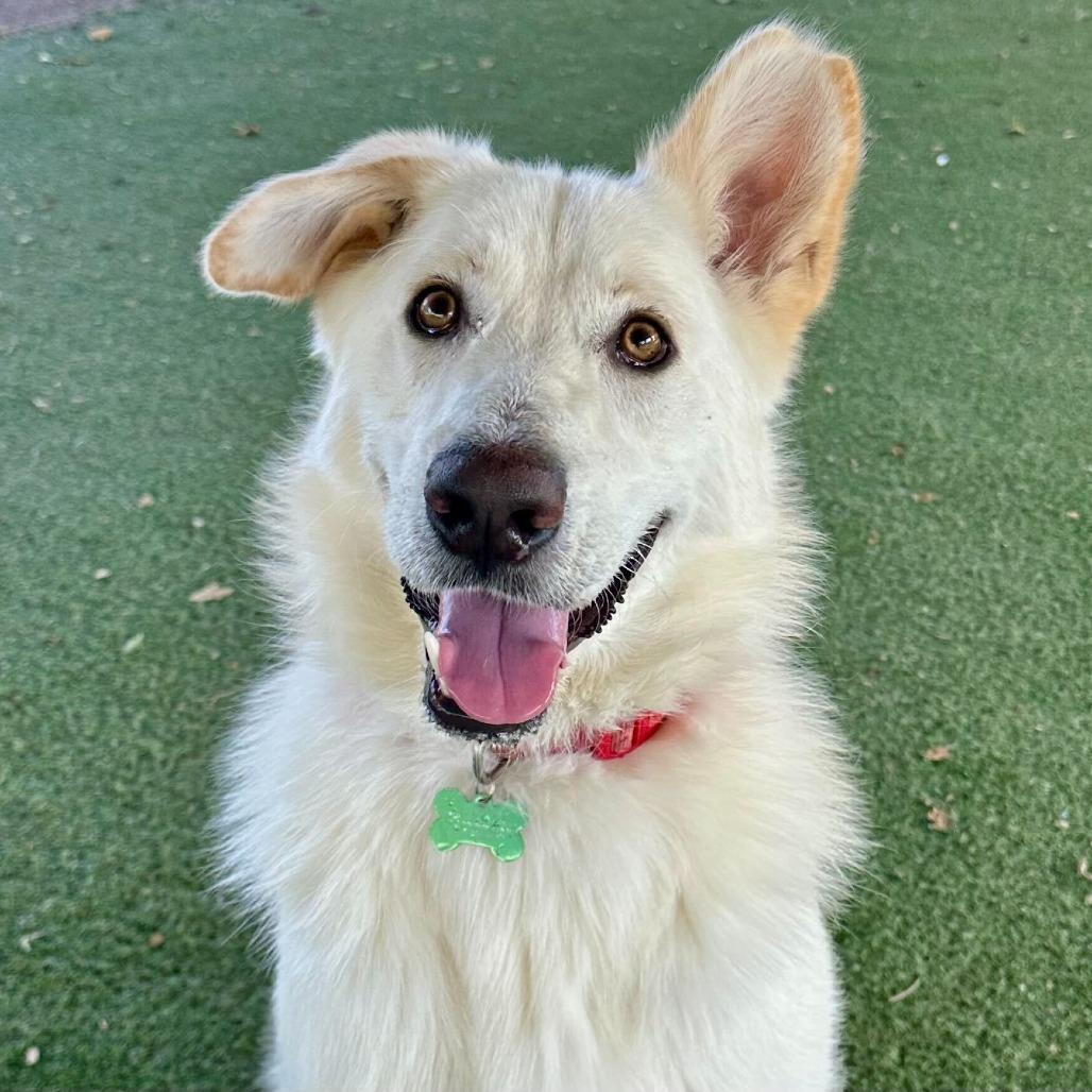 Enlarge Levi, a Adoptable mixed breed in Riverside, CA image 6/6