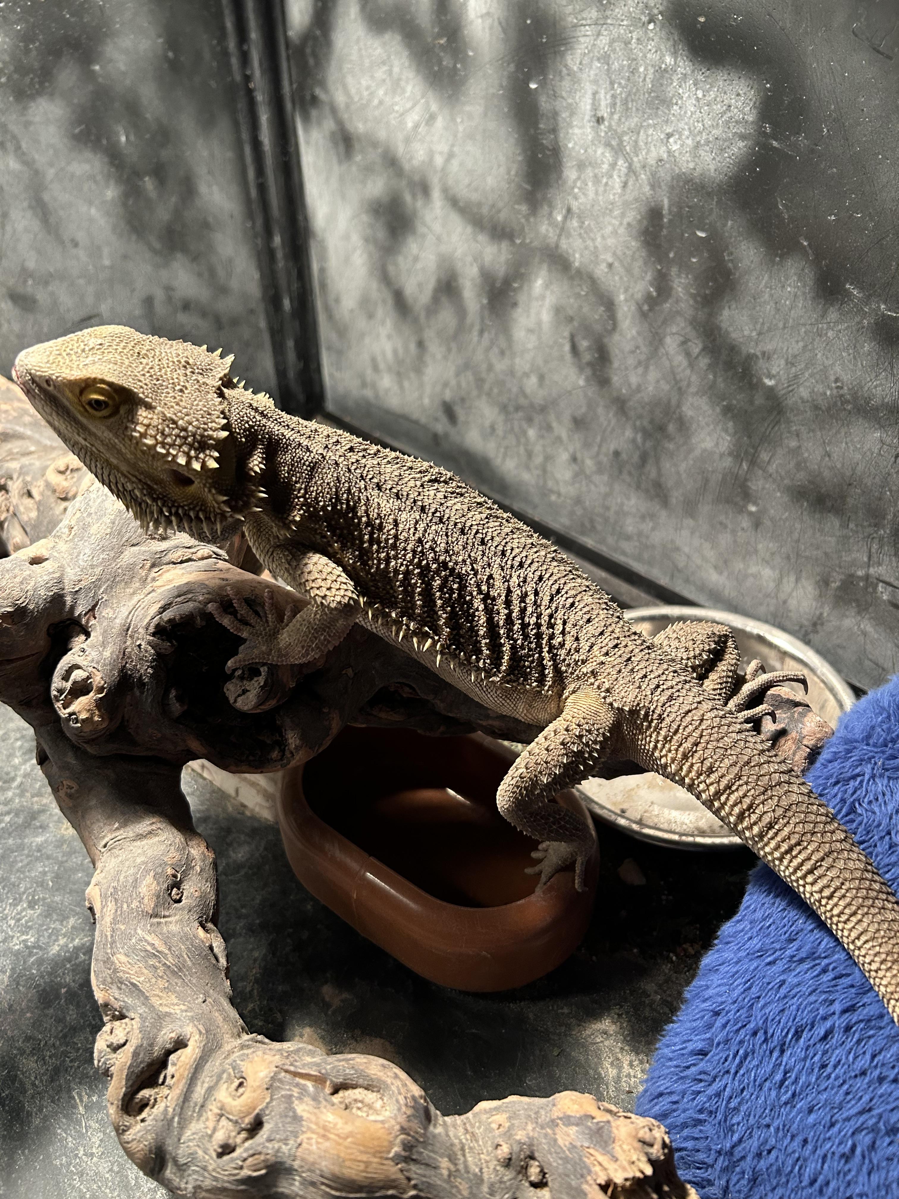 Enlarge Squirrel the Bearded Dragon, a Adoptable Bearded Dragon in Concord, CA image 1/2