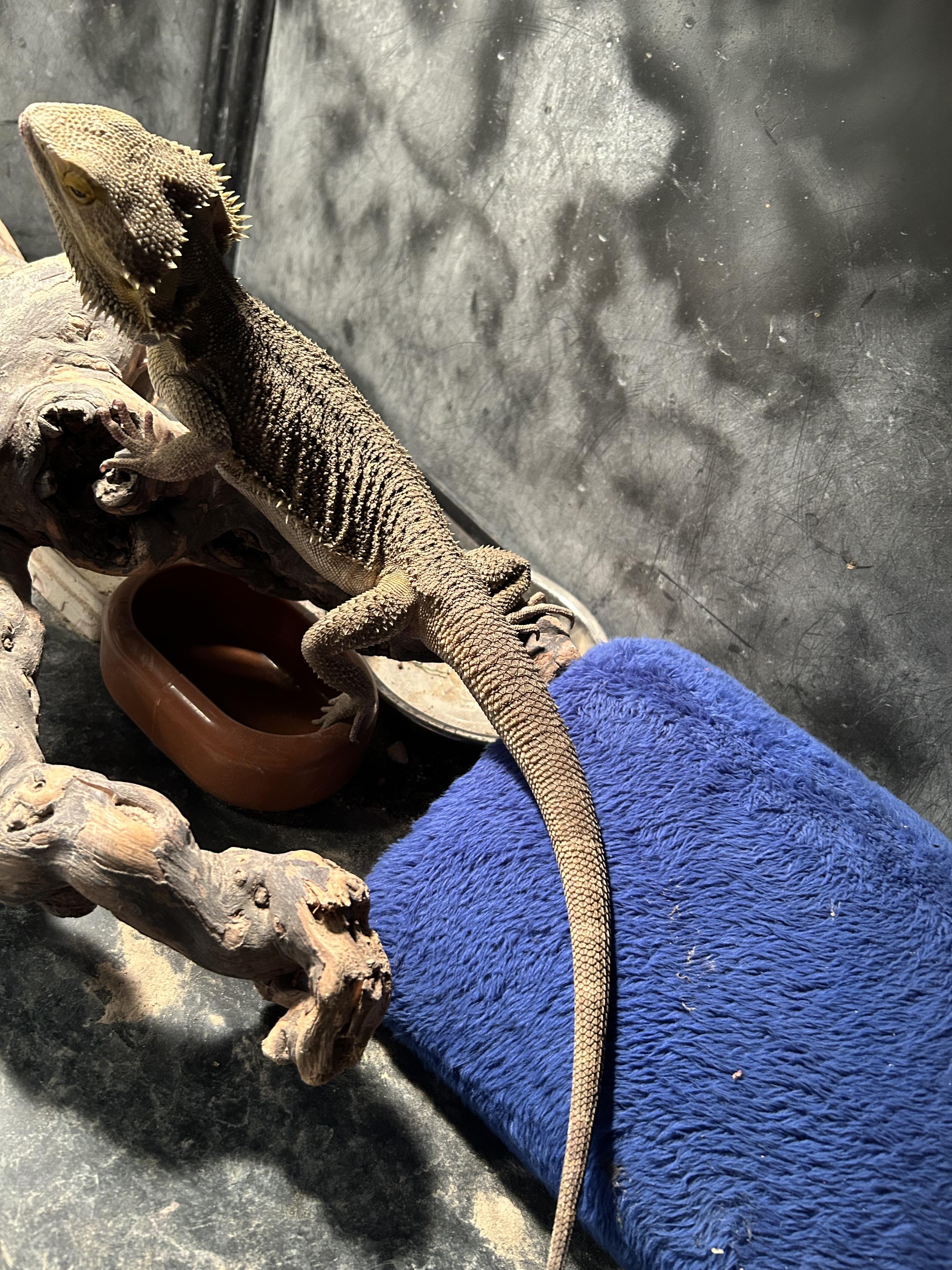 Enlarge Squirrel the Bearded Dragon, a Adoptable Bearded Dragon in Concord, CA image 2/2