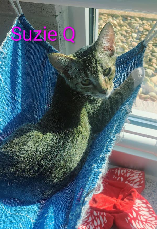 Enlarge Suzie Q, a Adoptable mixed breed in Knoxville, TN image 1/1