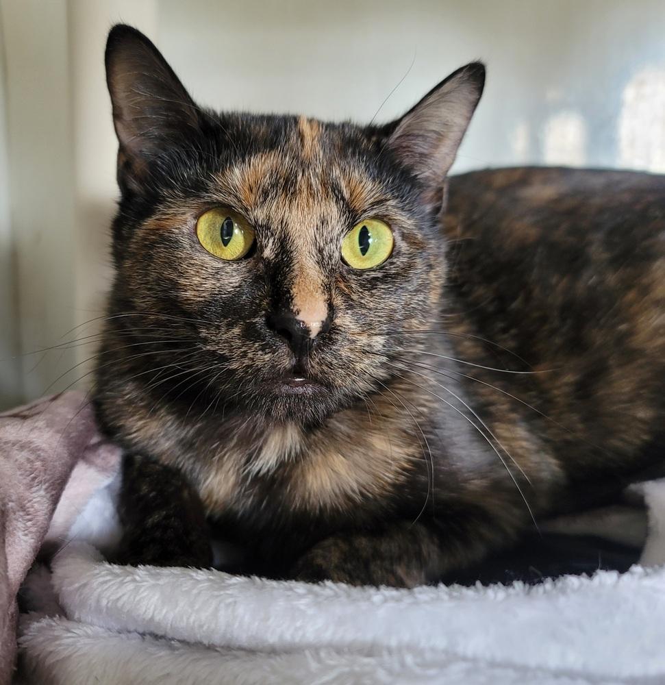Mystique, Adoptable, Adult Female Domestic Short Hair.