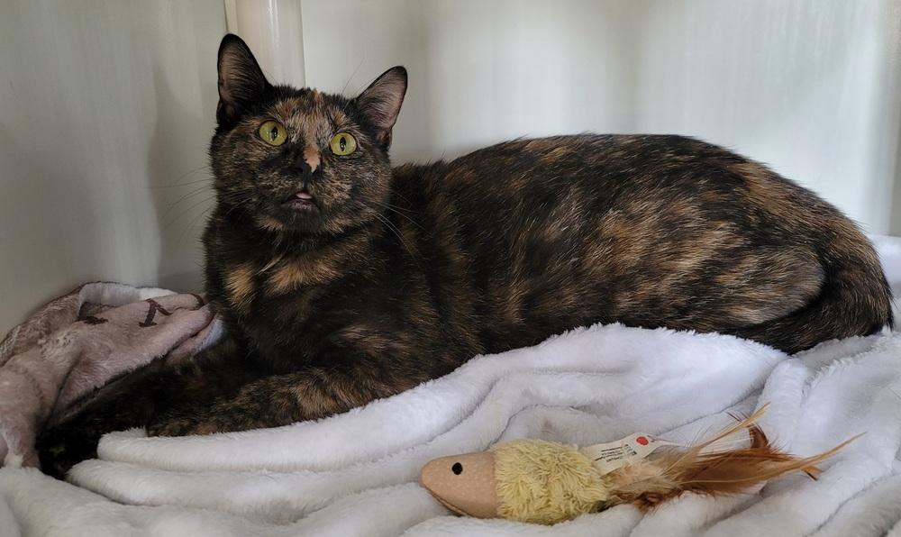 Enlarge Mystique, a Adoptable Domestic Short Hair in Homer Glen, IL image 2/4