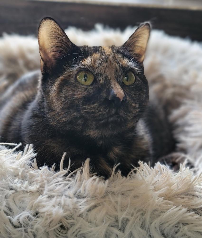 Enlarge Mystique, a Adoptable Domestic Short Hair in Homer Glen, IL image 4/4