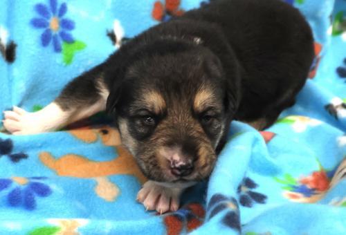 Enlarge Dylan, a Adoptable mixed breed in Thief River Falls, MN image 1/2