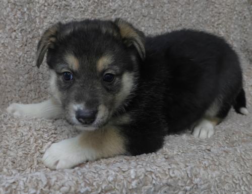 Enlarge Dylan, a Adoptable mixed breed in Thief River Falls, MN image 2/2