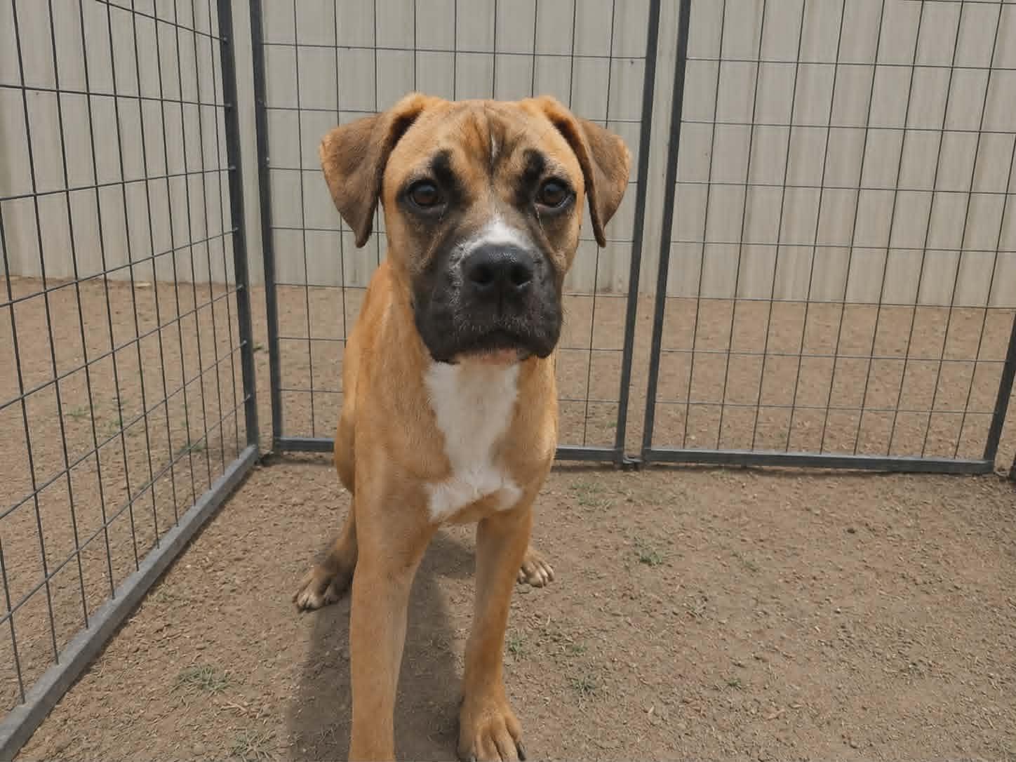 Goofy Goose, a Adoptable Boxer in Minneapolis, MN image 1/2