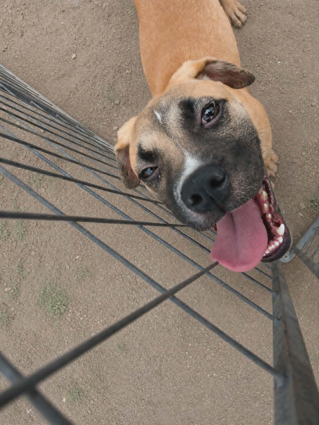 Goofy Goose, a Adoptable Boxer in Minneapolis, MN image 2/2