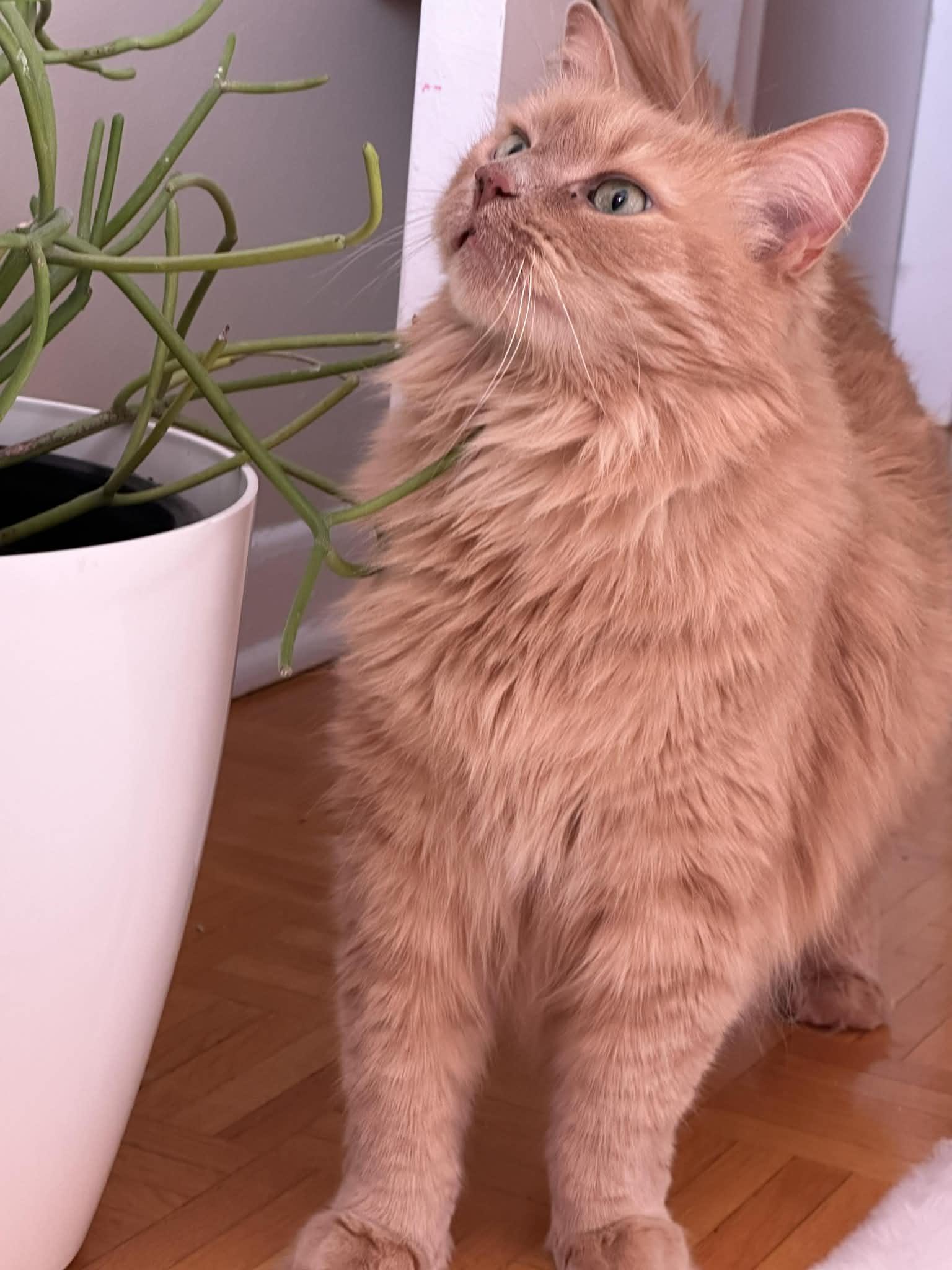 Misty, a ADOPTABLE Domestic Long Hair in Pointe-Claire, QC image 3/4