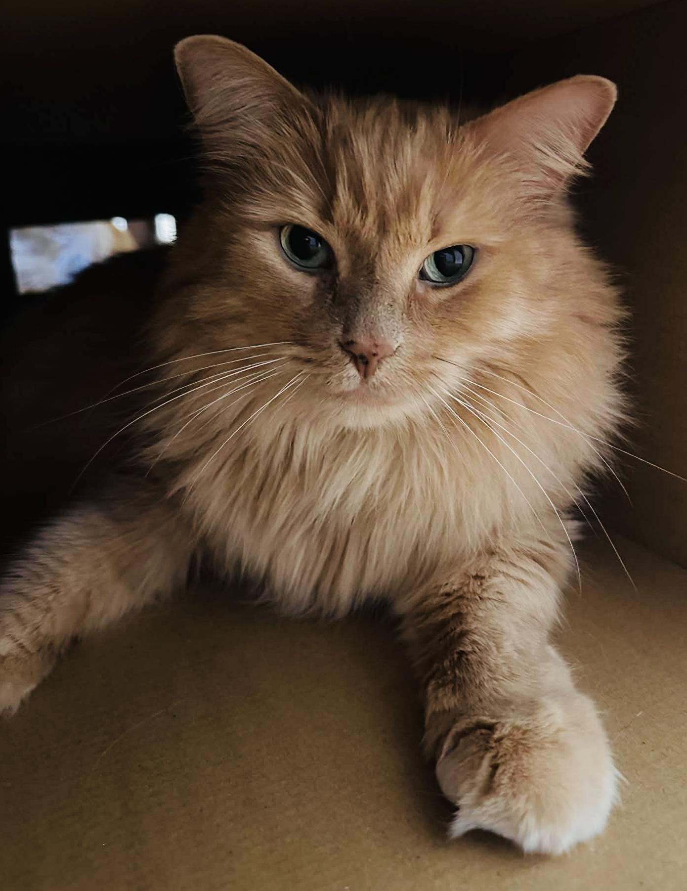 Misty, a ADOPTABLE Domestic Long Hair in Pointe-Claire, QC image 2/4