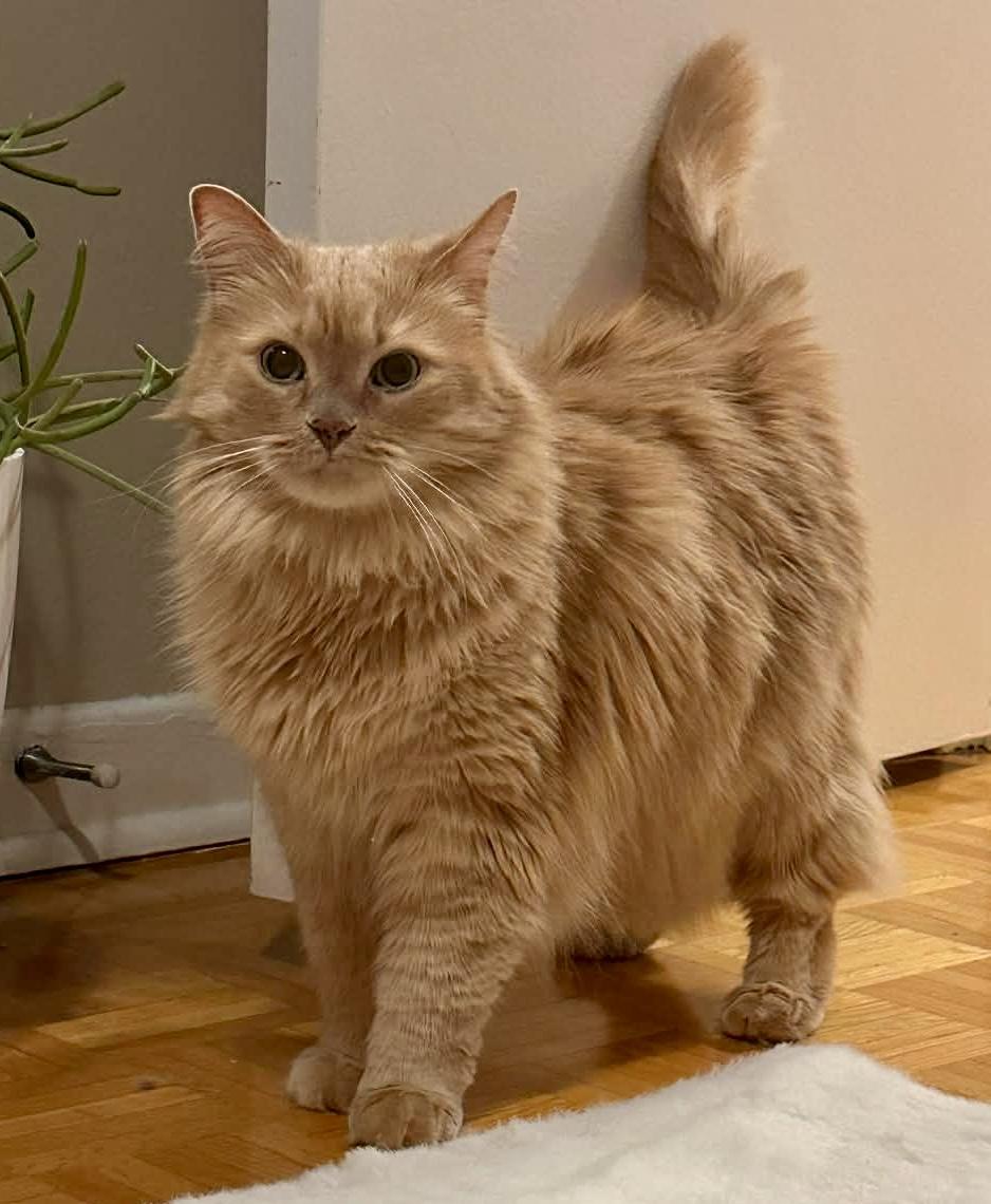 Misty, a ADOPTABLE Domestic Long Hair in Pointe-Claire, QC image 1/4