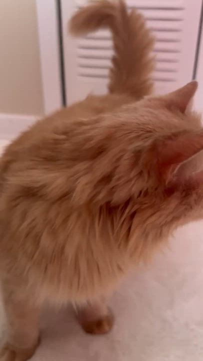Enlarge Misty, a ADOPTABLE Domestic Long Hair in Pointe-Claire, QC video 4/4