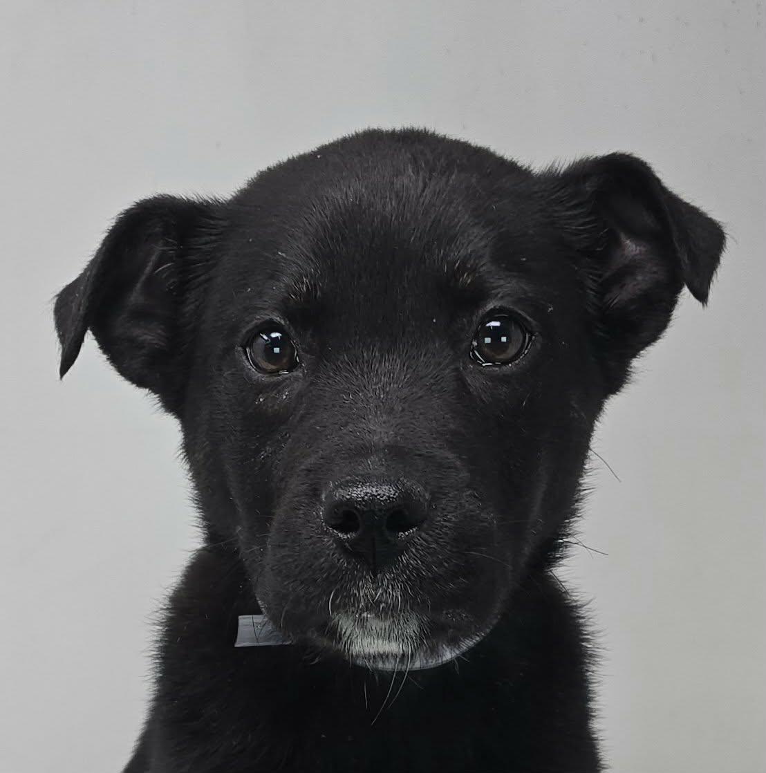 Enlarge Valentine, a ADOPTABLE mixed breed in Newport, TN image 1/4