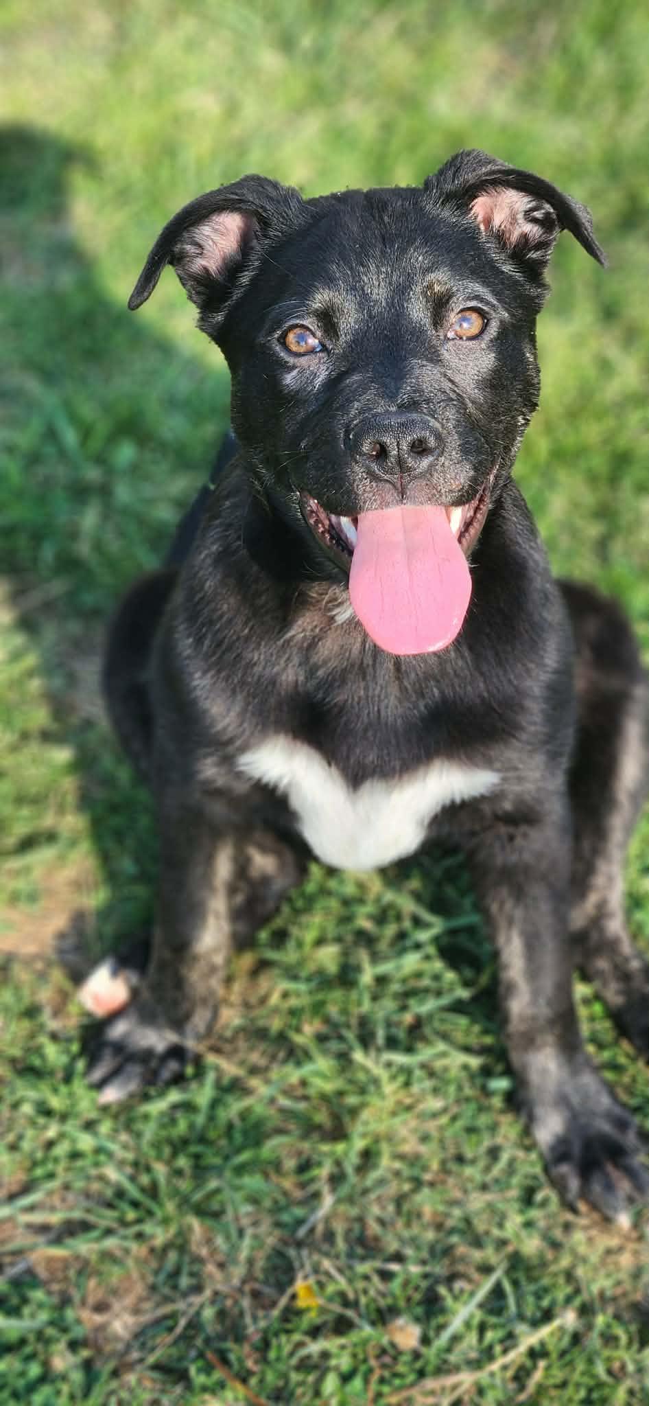 Enlarge Valentine, a ADOPTABLE mixed breed in Newport, TN image 1/5